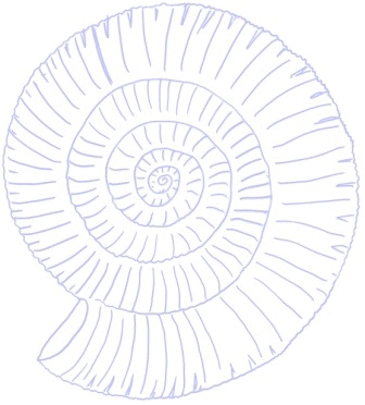Ammonite Fossil