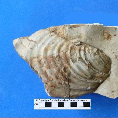 Inoceramus in flint, from Chesham Bois