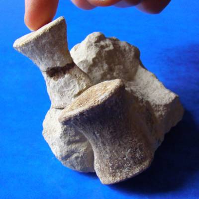 Plesiosaur phalanges