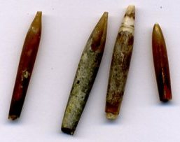 Belemnites, mainly Neohibolites,  were abundant in the Gault sea. These remains are part of the internal
skeleton of squid like molluscs.