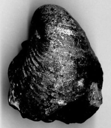 Bivalve, Birostrina concentricus, characteristic of the Lower Gault Clay