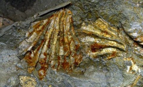 Bivalve, Birostrina sulcata, an Upper Gault Clay form, which is believed to have evolved from the 
concentrically-ribbed species, as some intermediate forms have been discovered.
