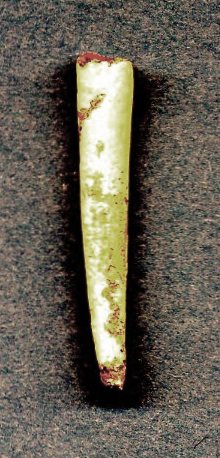 This Scaphopod Mollusc, Dentalium, was a calcareous tube inhabited by a small animal with a filter 
feeding arm which could protrude from the shell.