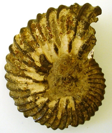Ammonite, Euhoplites