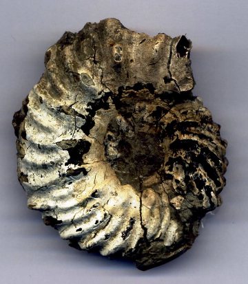 Ammonite from the Lower Gault Clay, Hoplites bonarelli. The original white shell
encloses a black, phosphatised clay internal cast.