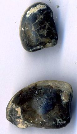 Shallow-burrowing bivalve, Nucula pectinata. Only the phosphatised internal cast remains