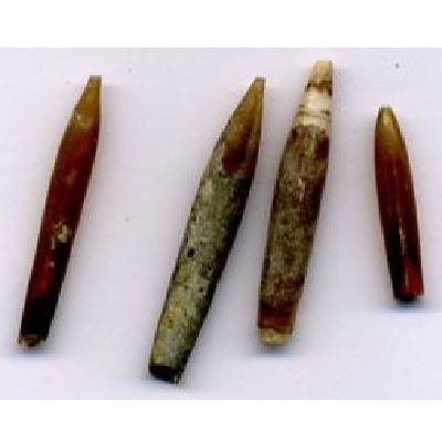 Belemnites, mainly Neohibolites,  were abundant in the Gault sea. These remains are part of the internal
skeleton of squid like molluscs.