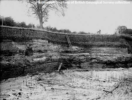 Pit N. of Tree Farm, Shenley, near Leighton Buzzard. Looking NW. Junction of Upper Gault and Lower Greensand. The photograph shows the cross-stratified silver-sands at the base of the stratified loamy succeeding beds trangressed by the Upper Gault.