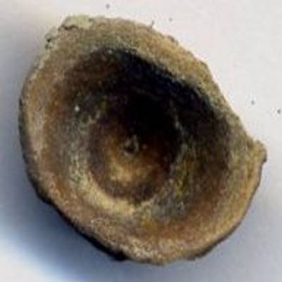 fish vertebra