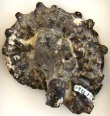 An ammonite preserved in a phosphate nodule.