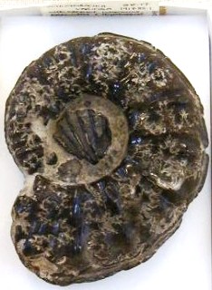 Ammonite, Prohysteroceras (Goodhallites) with a bivalve, Birostrina sulcata, embedded in the centre.