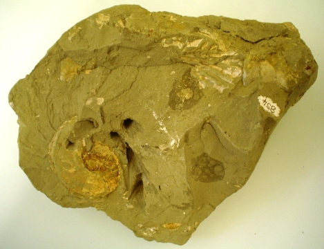 Typical block of pale grey Gault Clay, with fossil shell material.