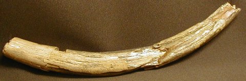 Mammoth Tusk