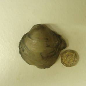 Gryphaea sp from Kellaways Formation of Newton Longville