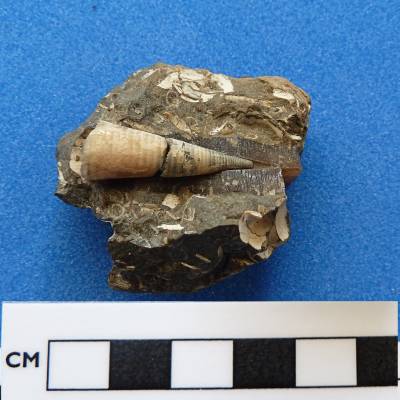 Belemnite phragmacone