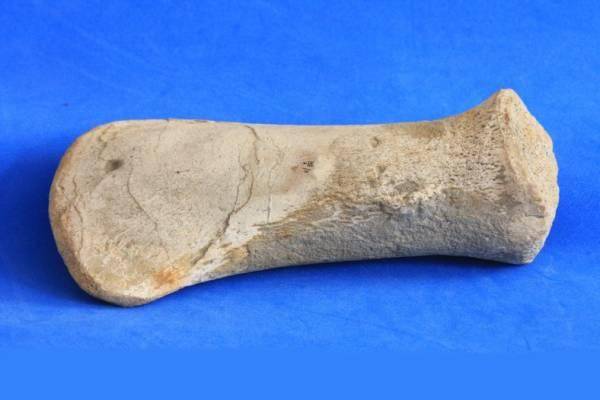 Humerus or Femur of a Plesiosaur.