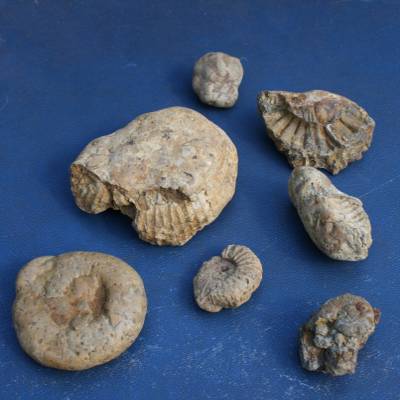 Reworked Jurassic ammonites preserved in Early Cretaceous age sediments of the Woburn Sand Formation, Potton, Bedfordshire.