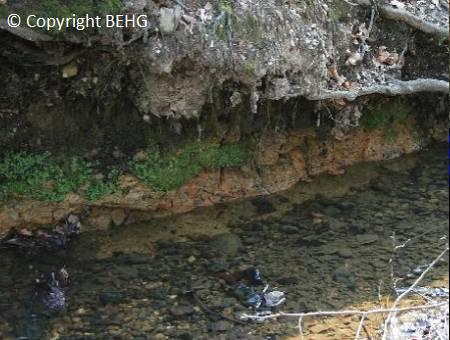 Reading Formation clays exposed in the Nile Stream, Burnham Beeches, South Buckinghamshire.