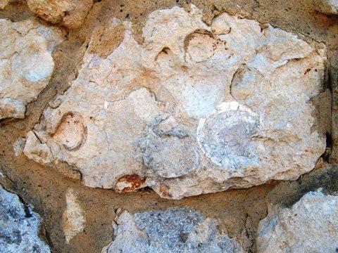 A farm wall at Pitchcott. Here the Portland Limestone was sourced not far away from a small quarry between Oving and
Pitchcott. Fossils (bivalves) can be seen in the central block and in the
close-up below.