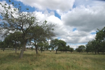 Aylesbury Prune orchard, typical of the Upper Greensand belt.