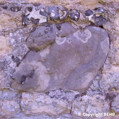 Siliceous concretion from the lower part of the Whitchurch Sand Fm. built into the Hartwell Park walls.